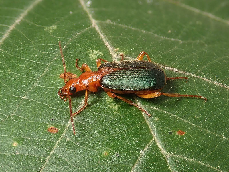Carabidae: Brachinus plagiatus